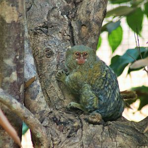 Pygmy Marmoset (Cebuella pygmaea)