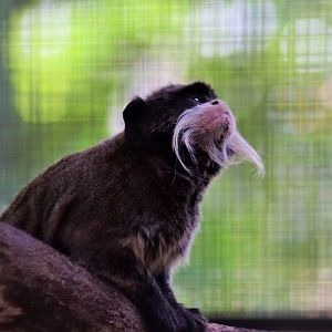 Emperor Tamarin (Saguinus imperator subgrisecens)
