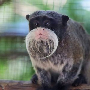Emperor Tamarin (Saguinus imperator subgrisecens)
