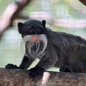 Emperor Tamarin (Saguinus imperator subgrisecens)