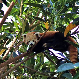 Red Panda (Ailurus fulgens)