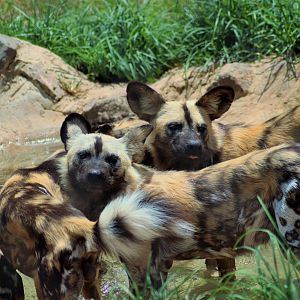 African Hunting Dogs (Lycaon pictus)