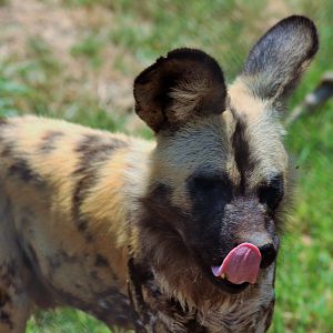 African Hunting Dog (Lycaon pictus)
