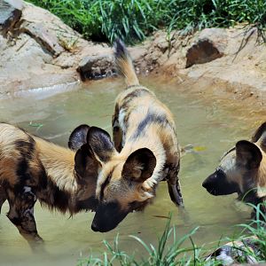 African Hunting Dogs in the Pool