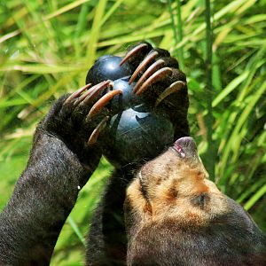 Malayan Sun Bear (Helarctos malayanus malayanus)