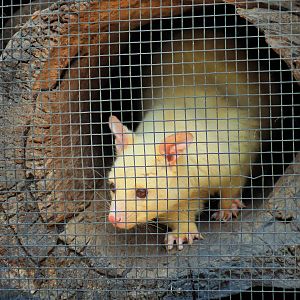 Golden Brushtail Possum (Trichosurus vulpecula)