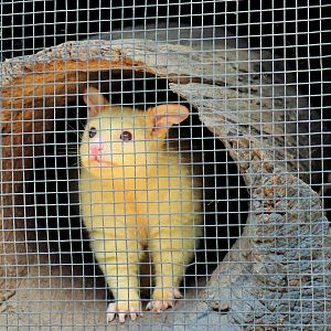 Golden Brushtail Possum (Trichosurus vulpecula)