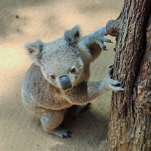 Koala (Phascolarctos cinereus)