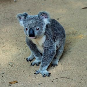 Koala (Phascolarctos cinereus)