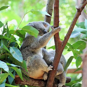 Koala Mother and Joey