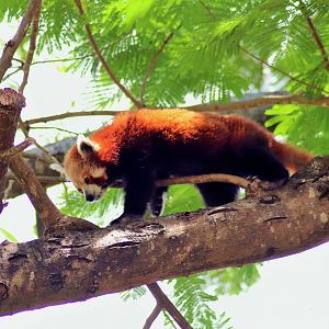 Red Panda (Ailurus fulgens)
