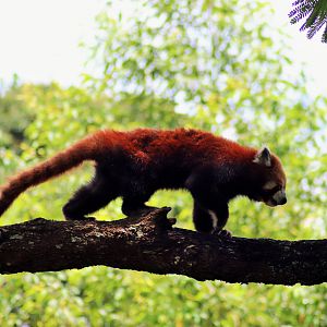 Red Panda (Ailurus fulgens)