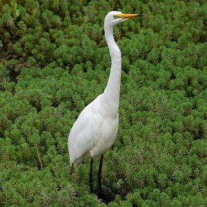 Great Egret