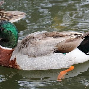 Mallard