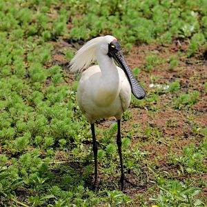 Royal Spoonbill