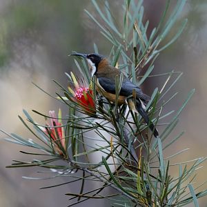 Eastern Spinebill