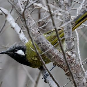 White-eared Honeyeater