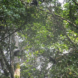 Panti Forest Monkeys