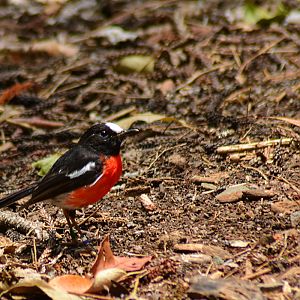 Norfolk Robin (Petroica multicolor) - adult male