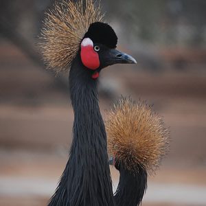 Black crowned crane - Peshawar zoo 12/14/2019