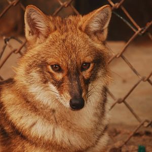 Asiatic jackal - Peshawar zoo 12/14/2019