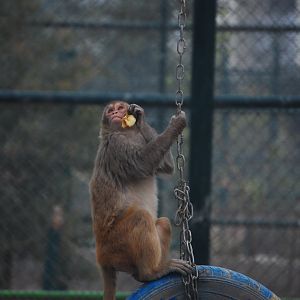 Rhesus macaque - Peshawar zoo 12/14/2019