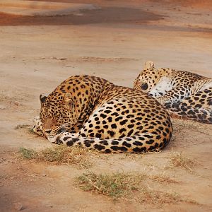 Indian leopard - Peshawar zoo 12/14/2019