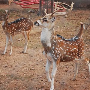 Chital buck displaying - Peshawar zoo 12/14/2019