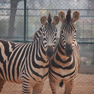 Plains zebra - Peshawar zoo 12/14/2019