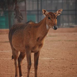 Nilgai cow - Peshawar zoo 12/14/2019
