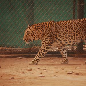 Indian leopard - Peshawar zoo 12/14/2019
