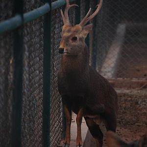 Hog deer buck - Peshawar zoo 12/14/2019