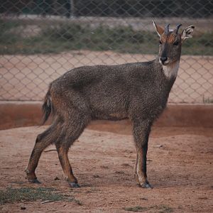 Grey goral - Peshawar zoo 12/14/2019