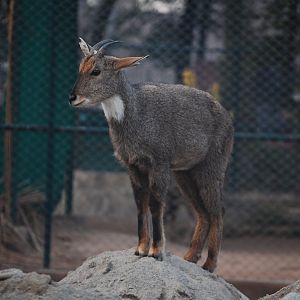Grey goral - Peshawar zoo 12/14/2019