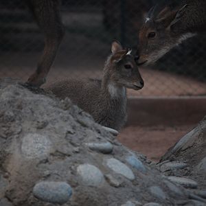 Grey goral fawn - Peshawar zoo 12/14/2019
