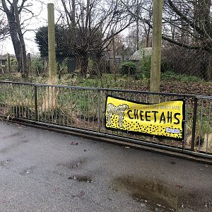 Cheetah Returning to Former Enclosure(s)