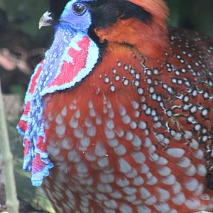 Temminck's tragopan