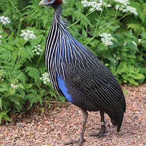 Vulturine guineafowl