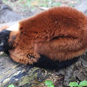 Red ruffed lemur