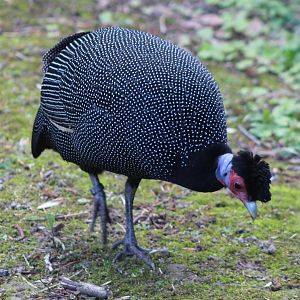 Kenya crested guineafowl