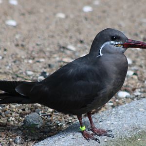 Inca tern - juvenile