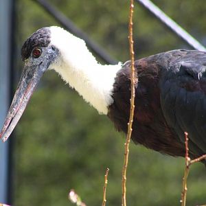 Asian woolly-necked stork