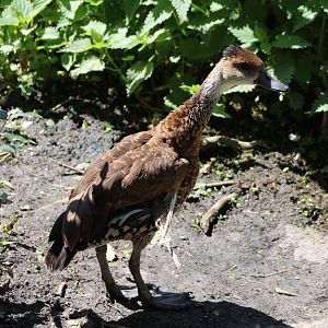 Cuban whistling duck
