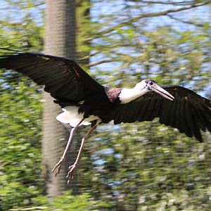 Asian woolly-necked stork in flight