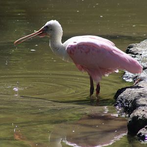 Roseate spoonbill