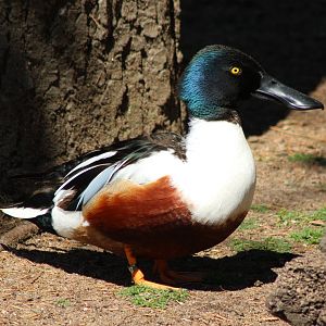 Northern shoveler