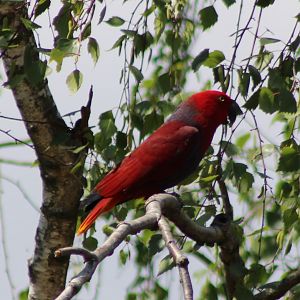 Eclectus parrot at the Bird-show