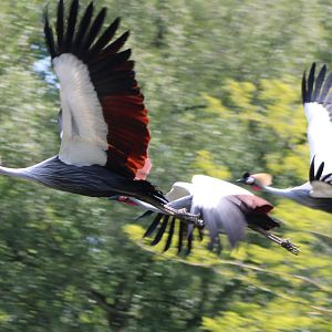 rowned cranes at the Bird-show