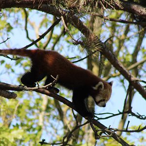 Red panda