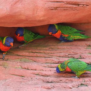 Rainbow lorikeets
